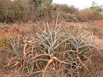 Aloe sp Maktau to Voi GPS185 Kenya 2012_PV1576.jpg